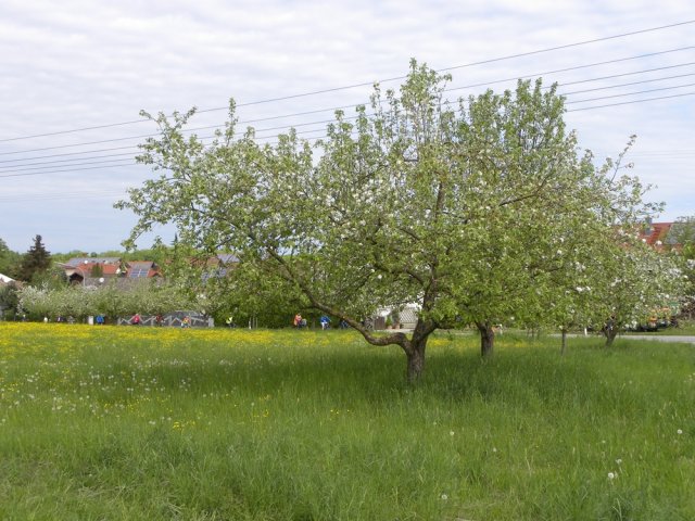 lohwallfahrt 2018 10